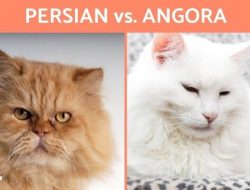 Awas Jangan Sampai Salah, Simak 7 Perbedaan Kucing Anggora dan Kucing Persia yang Paling Mendasar