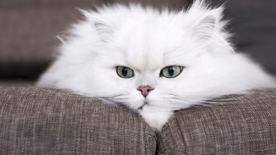 Kenali Ciri-ciri Kucing Persia dan Cara Perawatan yang Benar bagi Pemula