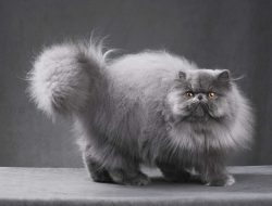 Simak Tips Merawat Kucing Persia agar Rambutnya Tetap Indah