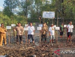 PT Timah-FPKL memasang 1.000 mangrove di Pantai Ambat Kaya.